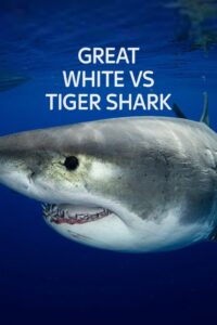 Oglądaj film Great White vs Tiger Shark PL