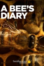 Oglądaj film A Bee’s Diary PL