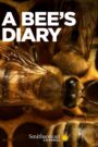 Oglądaj film A Bee’s Diary PL