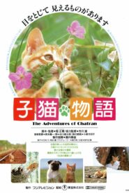 子猫物語 vizjer PL