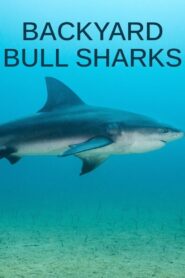 Oglądaj film Backyard Bull Sharks PL