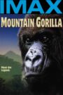 Oglądaj film Mountain Gorilla PL