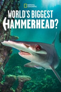 Oglądaj film World’s Biggest Hammerhead? PL