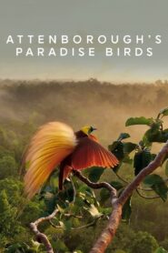 Oglądaj film Attenborough’s Paradise Birds PL