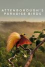 Oglądaj film Attenborough’s Paradise Birds PL