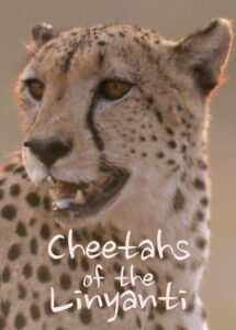 Oglądaj film Cheetahs of the Linyanti PL