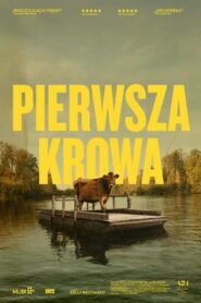 Pierwsza krowa CDA PL