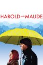 Harold i Maude LEKTOR PL