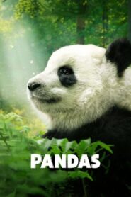 Pandas CDA PL